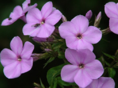 Phlox paniculata bestellen